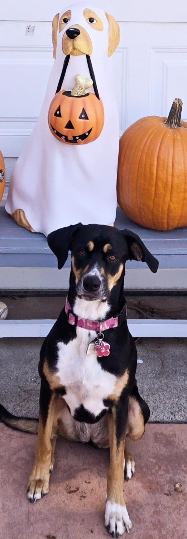 /Images/uploads/Friends of Seal Beach Animal Care Center/2025sbacc/entries/32353thumb.jpg